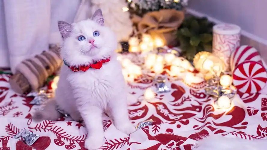 性格温柔的布偶猫,动物-回车桌面