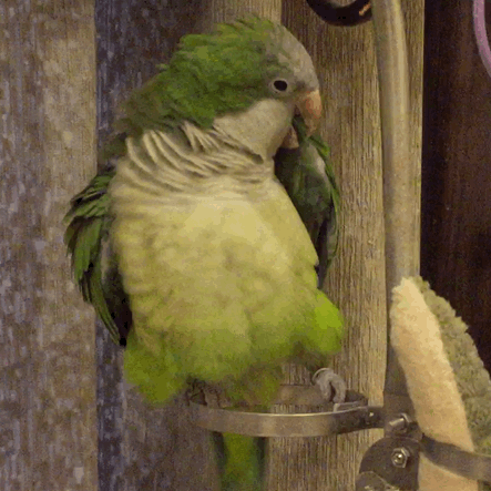 揪是这只鸟——沙雕鹦鹉表情包5