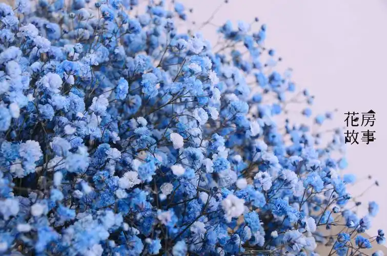 66迷恋66满天星66 - 堆糖,美图壁纸兴趣社区