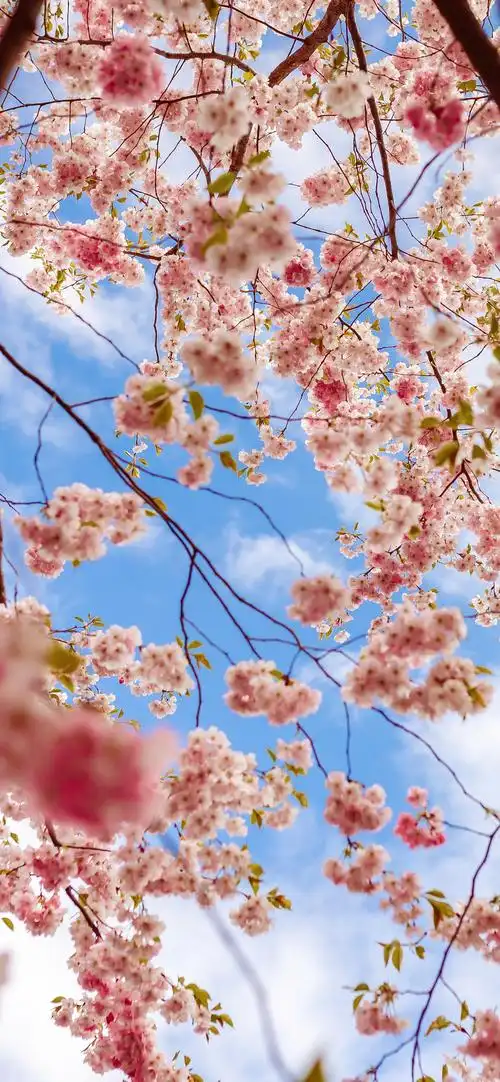 特别漂亮的风景图片竖屏
