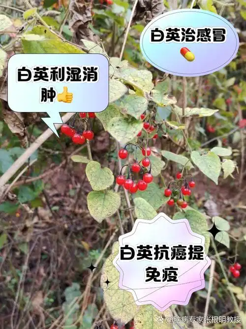 白英的功效与作用