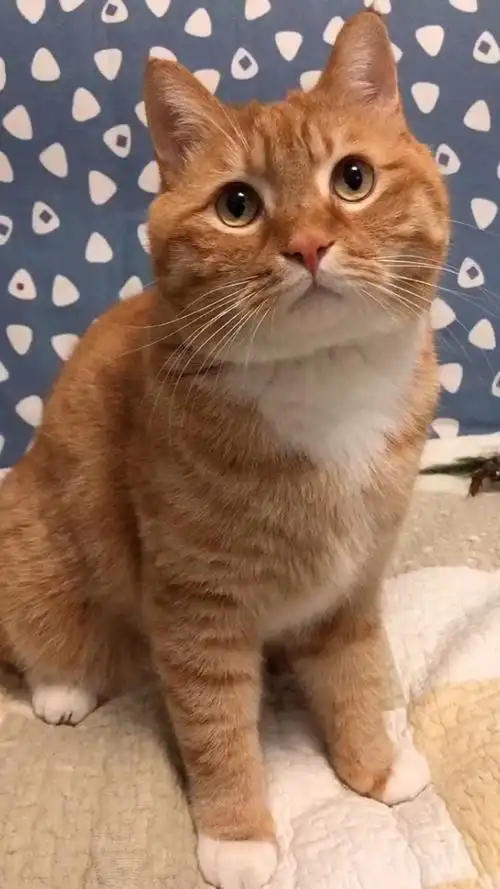 可爱瞬间中华田园猫橘猫