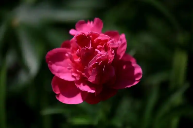 2020夏花冬赏——大红芍药花