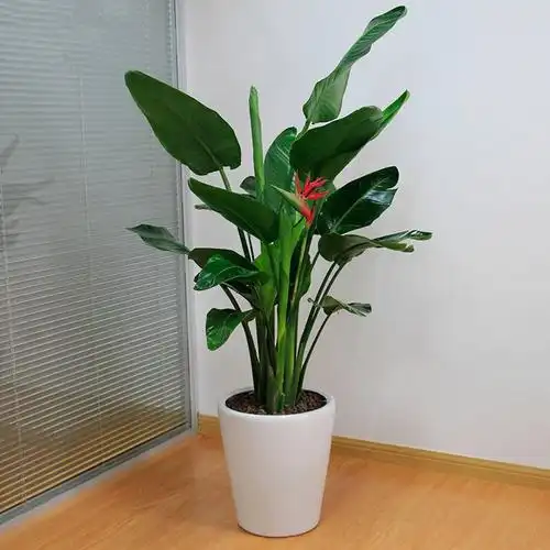 合肥适合养什么花