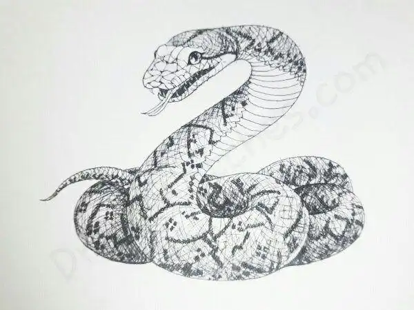 蛇的弱点究竟在哪?遭遇到巨蟒攻击,最正确的防御措施是什么?