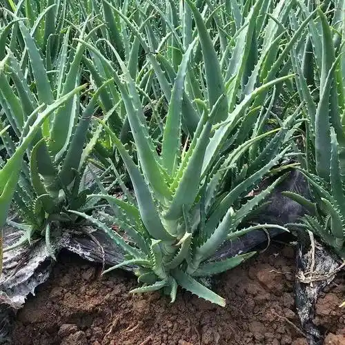 活力芦荟吕文扬教授的医药与美容探索