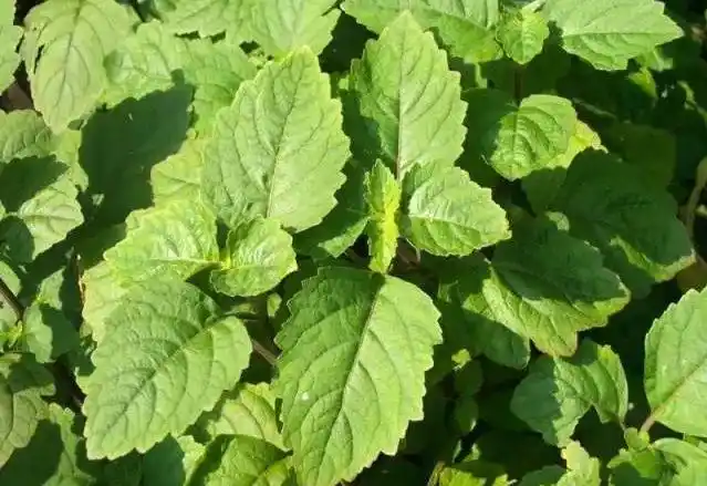 广藿香的功效与作用