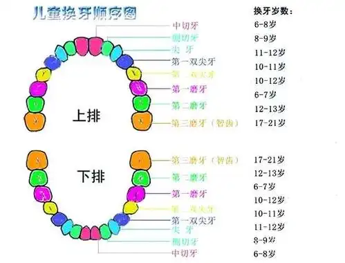 儿童换牙顺序图