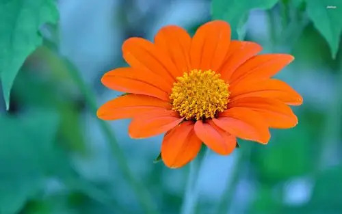 清新淡雅的非洲菊