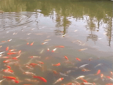 鱼池塘游fishgif动图_动态图_表情包下载_soogif