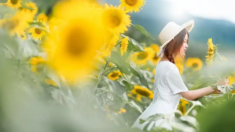 阳光少女向日葵下甜美写真