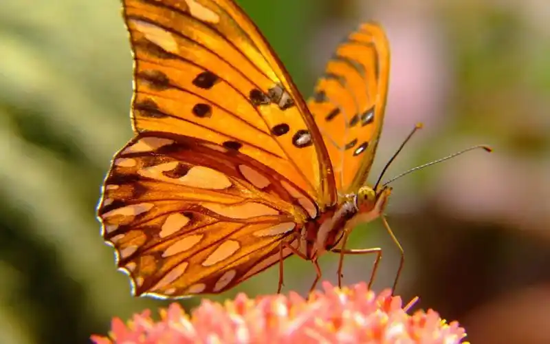 精选好看的蝴蝶高清图片桌面壁纸