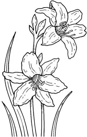 学画水仙花,图片,简笔画-学笔画