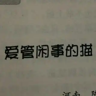 爱管闲事的猫
