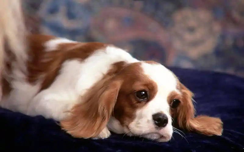 可爱狗狗宽屏壁纸 第01辑_电脑之家pchome.net