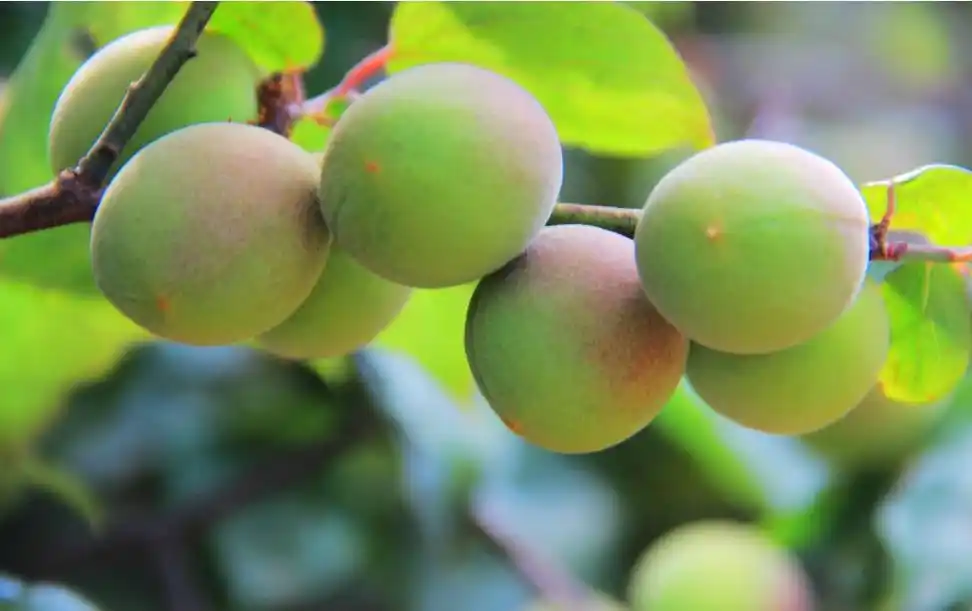 梅花果子|你可能认识它的花,但却不知道它的果!