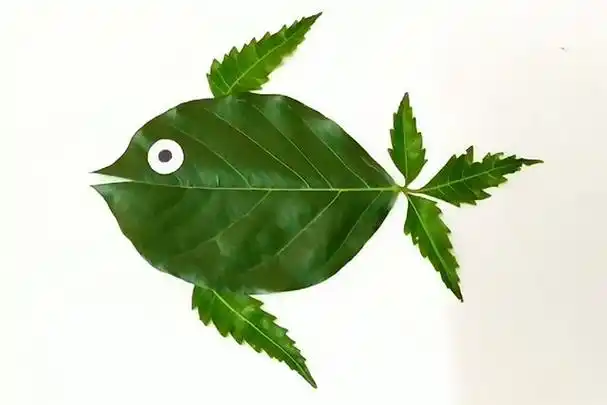 1,将椭圆形树叶末端剪开一个小缺口作为鱼嘴部分,整片叶子作为鱼身,用