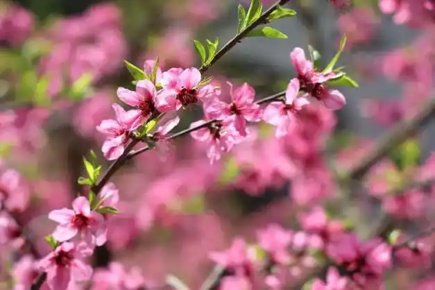 桃花荟·春光好丨小众秘境 徒步出游 桃林火锅!周末赏花避堵攻略来了|
