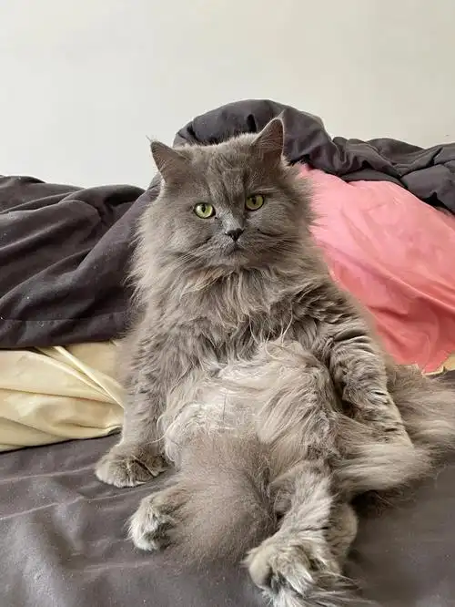 据说大家的长毛蓝猫都长一个样