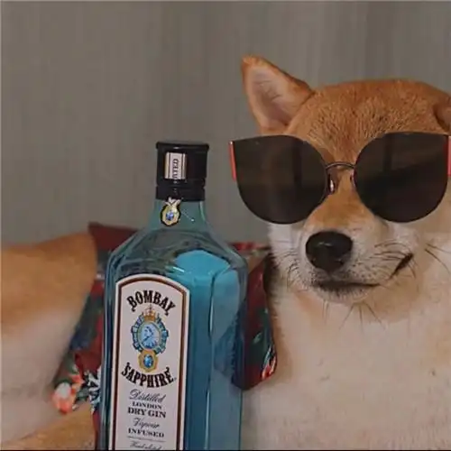 高级又沙雕的宠物头像