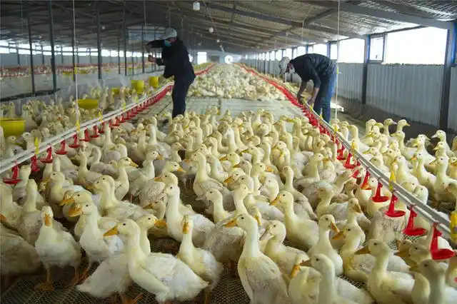 队和村两委向大家广泛宣传有公司免费统一提供鸭苗,饲料和技术服务