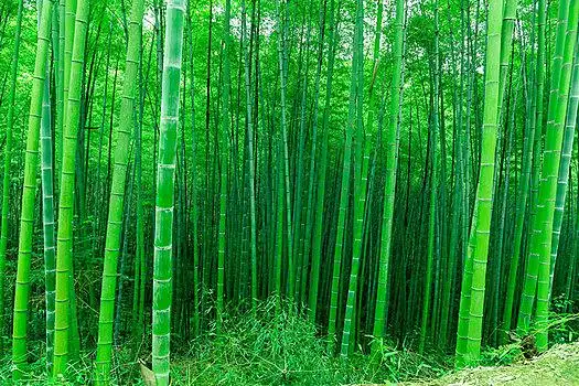 绿竹林图片_绿竹林图片大全_绿竹林图片素材