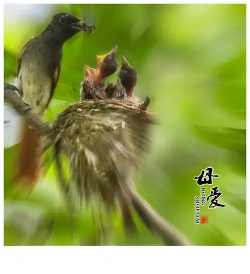 【母爱】