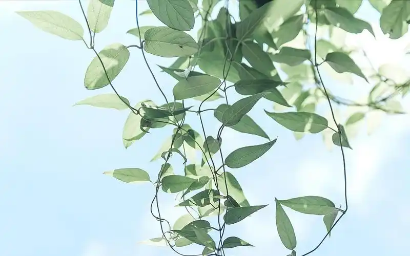 小清新自然风景图片桌面壁纸