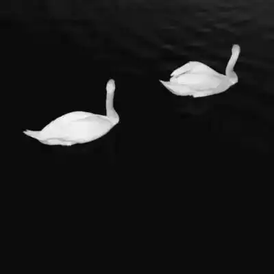 黑白背景图爱情