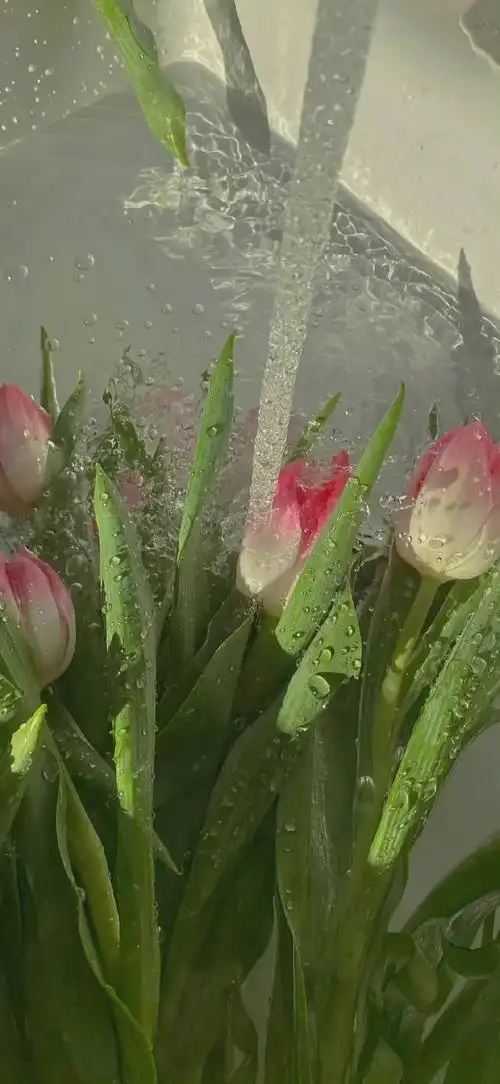 4k全面屏高清壁纸~~绿色系9191 - 知乎