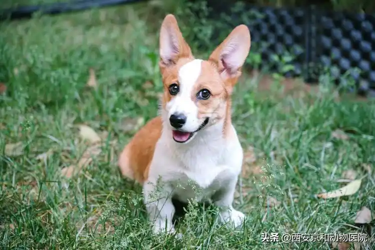 新手适合养什么狗