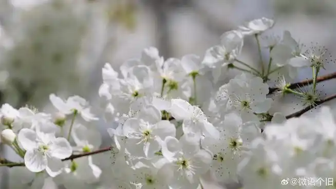 个旧万亩梨花盛开