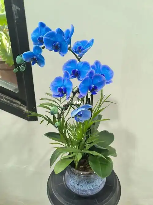 蓝色蝴蝶兰