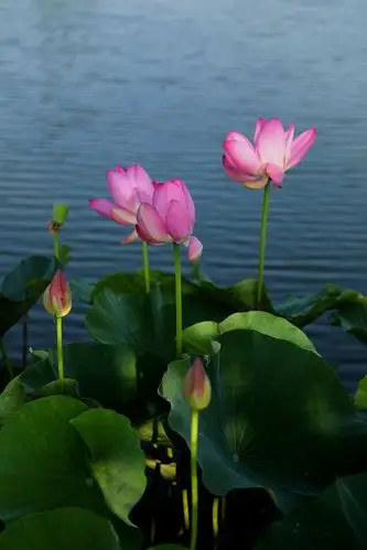 湖畔野荷花 雨中尽显娇