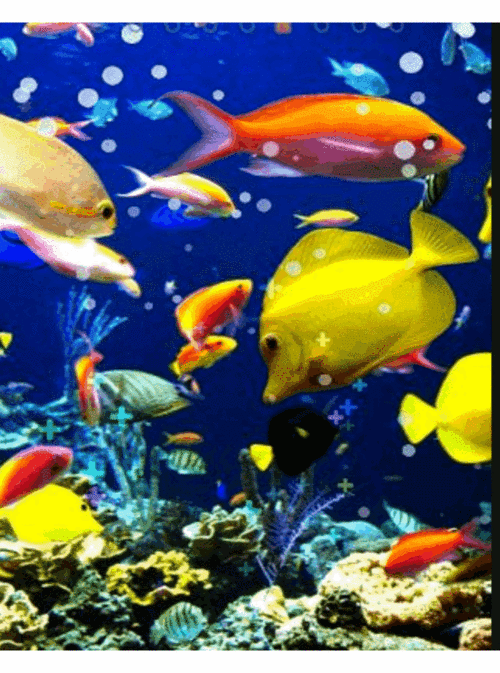 水鱼情动态画图欣赏