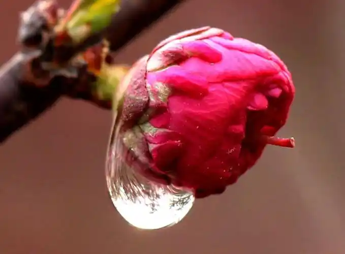 桃花上的水珠图片 花卉,鲜花,花朵,桃花,水珠