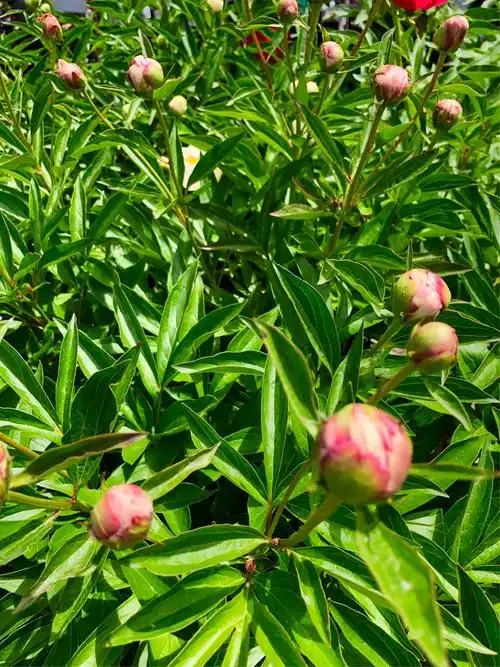 今年oshawa植物园的芍药比去年的花期略晚几天,还可以看到很多的花