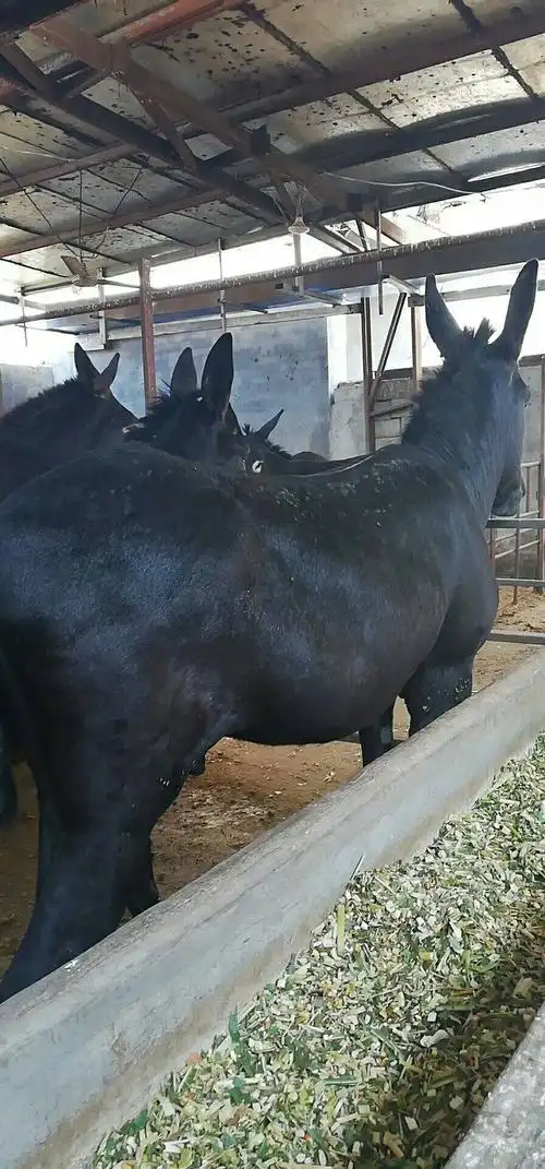 德州驴 200-400斤