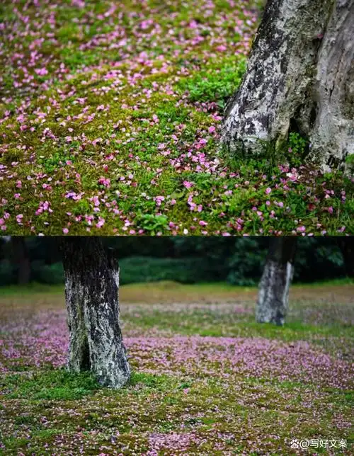 看一场落花做一个诗意缤纷的人
