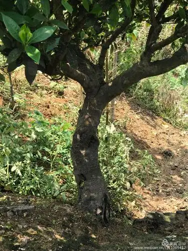 好大一株的栀子树!