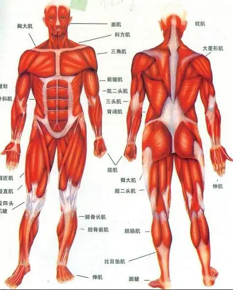 中医人体解剖三字歌,第四章 肌肉系统,第三节人体四肢肌肉