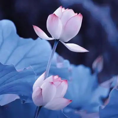 粉色 荷花_微信头像_我要个性网