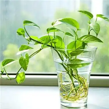 易云微信头像 男女个性唯美意境好看微信头像下载