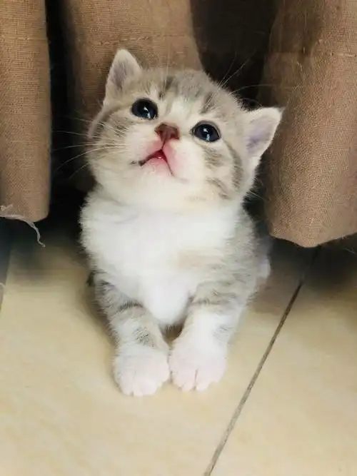 广州英短混美短虎斑加白小猫预定