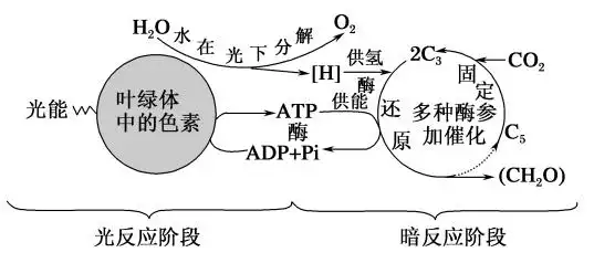 图示分析:光合作用中光反应和暗反应光合作用过程光合作用的化学反应
