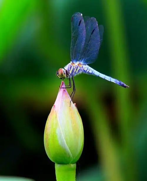 小荷才露尖尖角早有蜻蜓立上头这是描写哪个