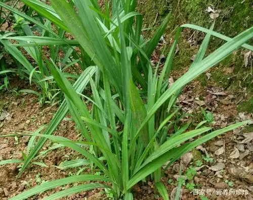 农村常见的仙茅,人称"壮阳草",家乡人常用来泡酒,你可认识?