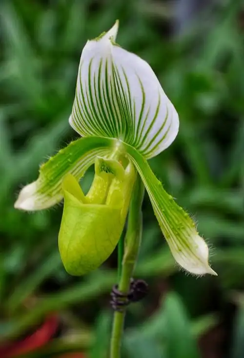 一株兜兰,育出"国王皇后" _www.isenlin.cn