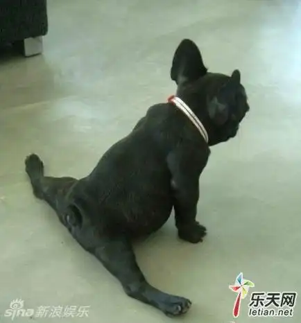 一字马女生爆红掀模仿热潮 校园恶搞大集锦[图集]