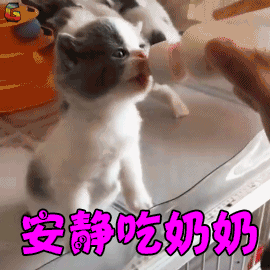 萌宠gif猫gif安静吃奶奶gif萌gifsoogifgifsoogif出品gif